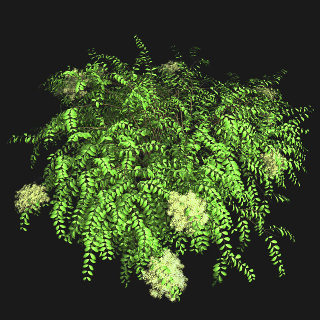 Japanese Angelica Tree Low-poly 3D model_3