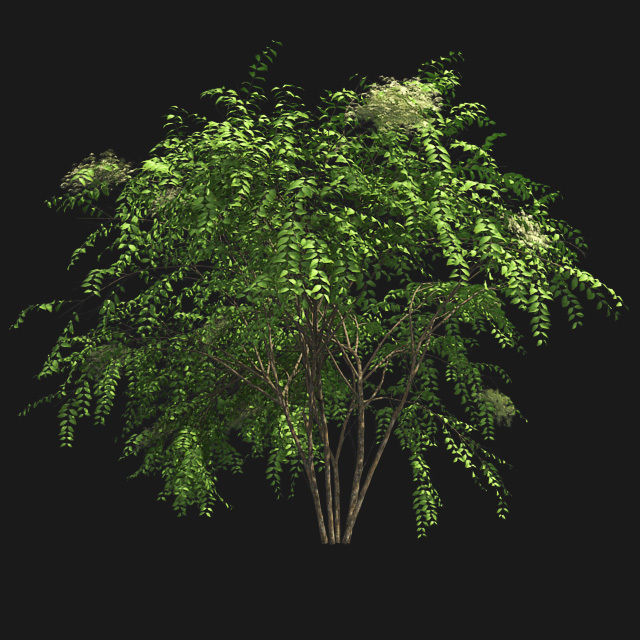 Japanese Angelica Tree Low-poly 3D model_2