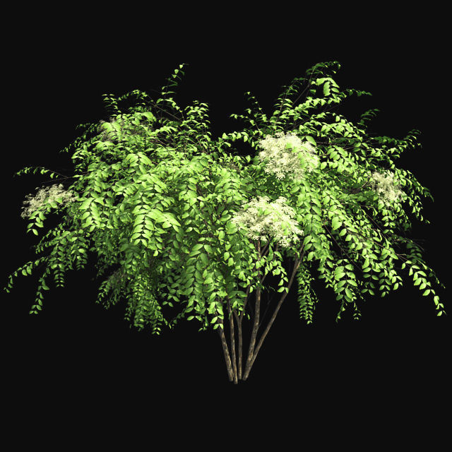 Japanese Angelica Tree Low-poly 3D model_1