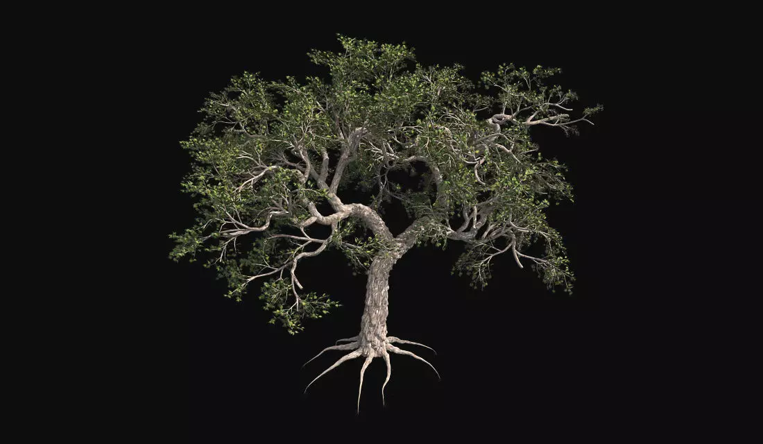 Japanese Maple Tree Low-poly 3D model_0