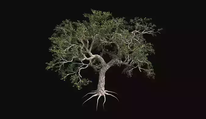 Japanese Maple Tree Low-poly 3D model
