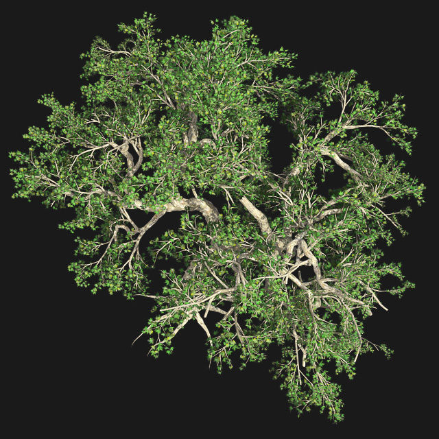 Japanese Maple Tree Low-poly 3D model_4