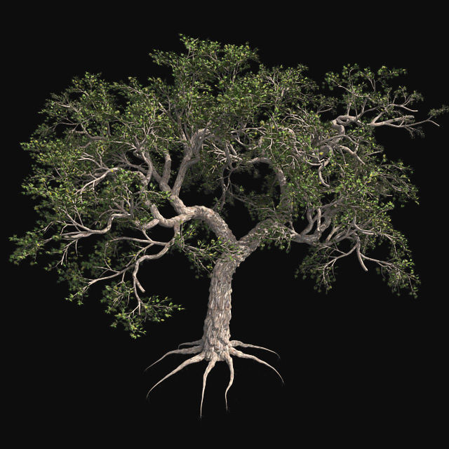 Japanese Maple Tree Low-poly 3D model_1