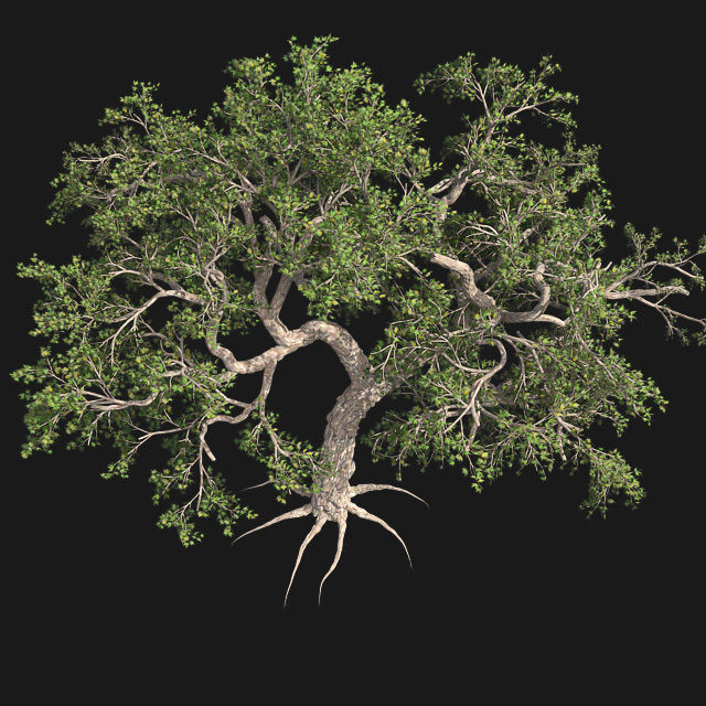 Japanese Maple Tree Low-poly 3D model_2