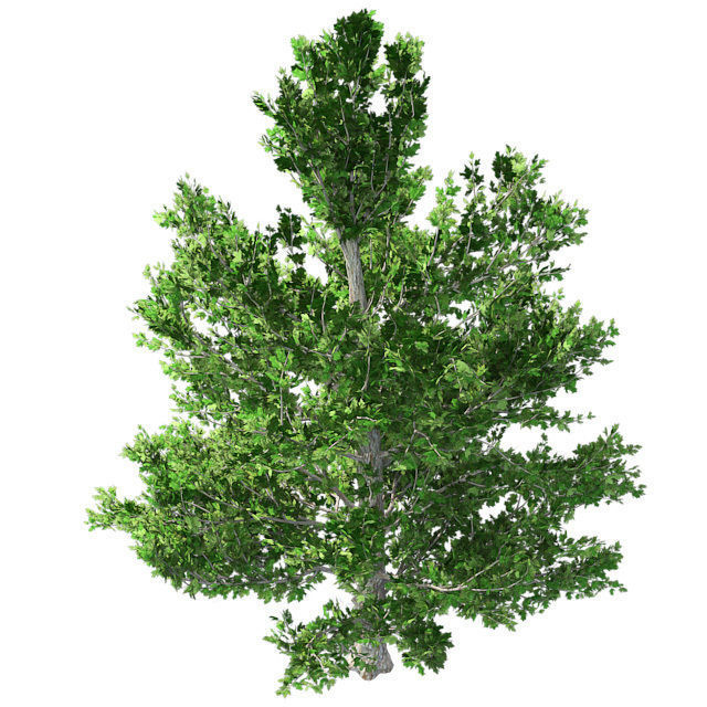 Sugar Maple Tree Low-poly 3D model_2