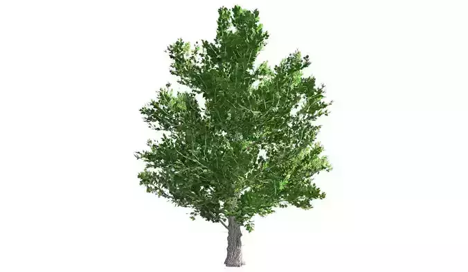 Sugar Maple Tree Low-poly 3D model