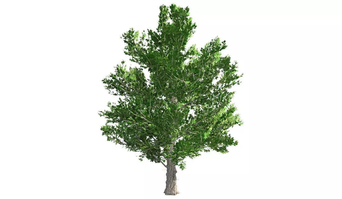 Sugar Maple Tree Low-poly 3D model_0
