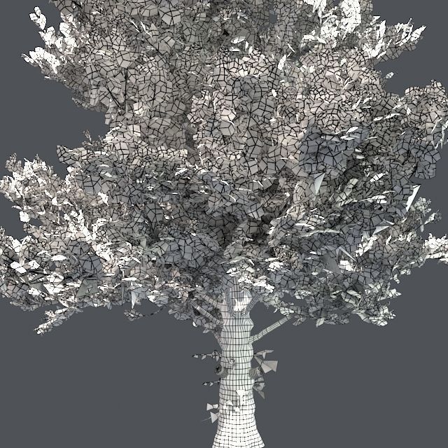 Sugar Maple Tree Low-poly 3D model_4