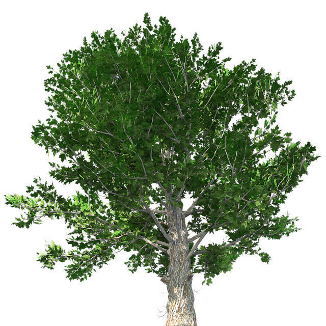 Sugar Maple Tree Low-poly 3D model_3