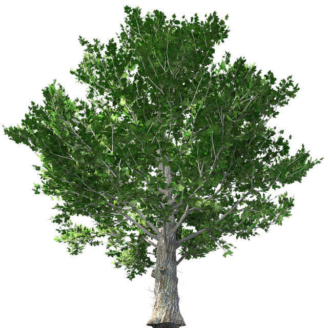 Sugar Maple Tree Low-poly 3D model_1