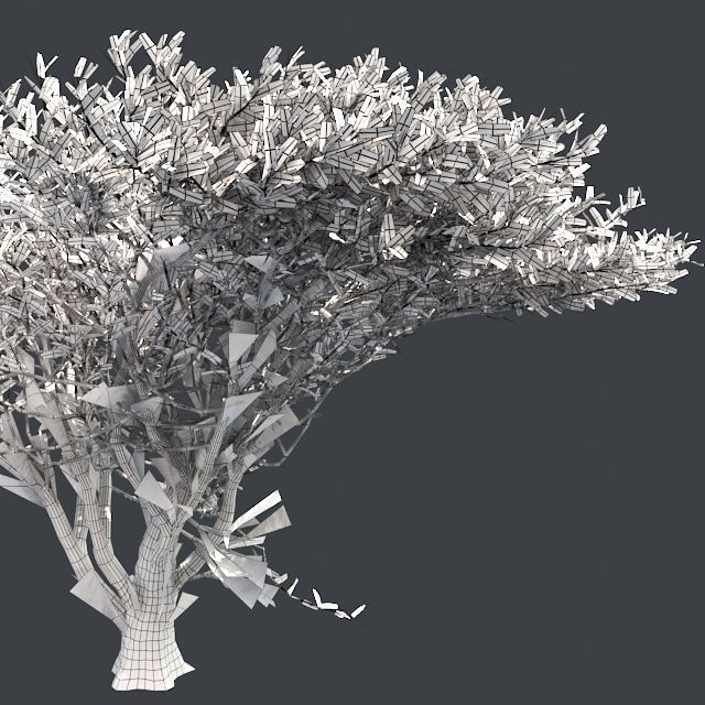 Umbrella Thorn Tree Low-poly 3D model_5
