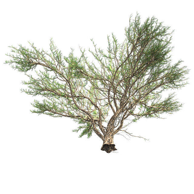 Umbrella Thorn Tree Low-poly 3D model_3