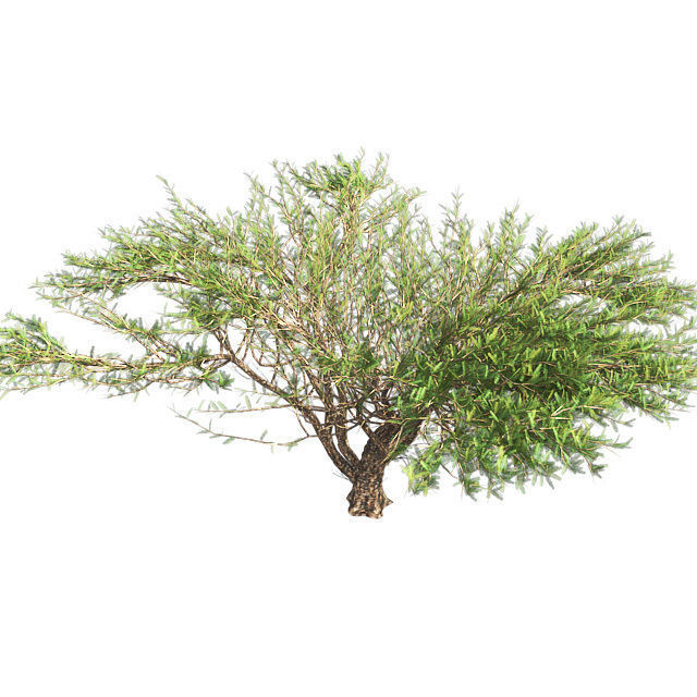 Umbrella Thorn Tree Low-poly 3D model_2