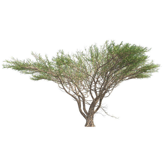 Umbrella Thorn Tree Low-poly 3D model_1