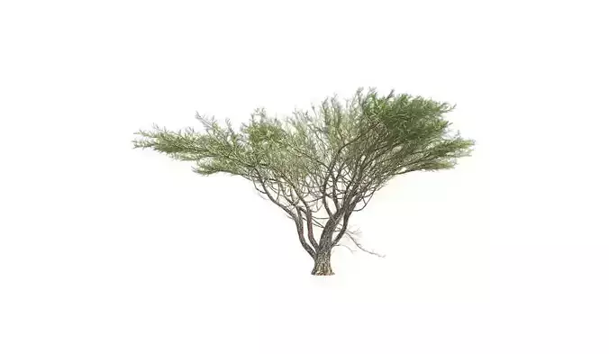 Umbrella Thorn Tree Low-poly 3D model