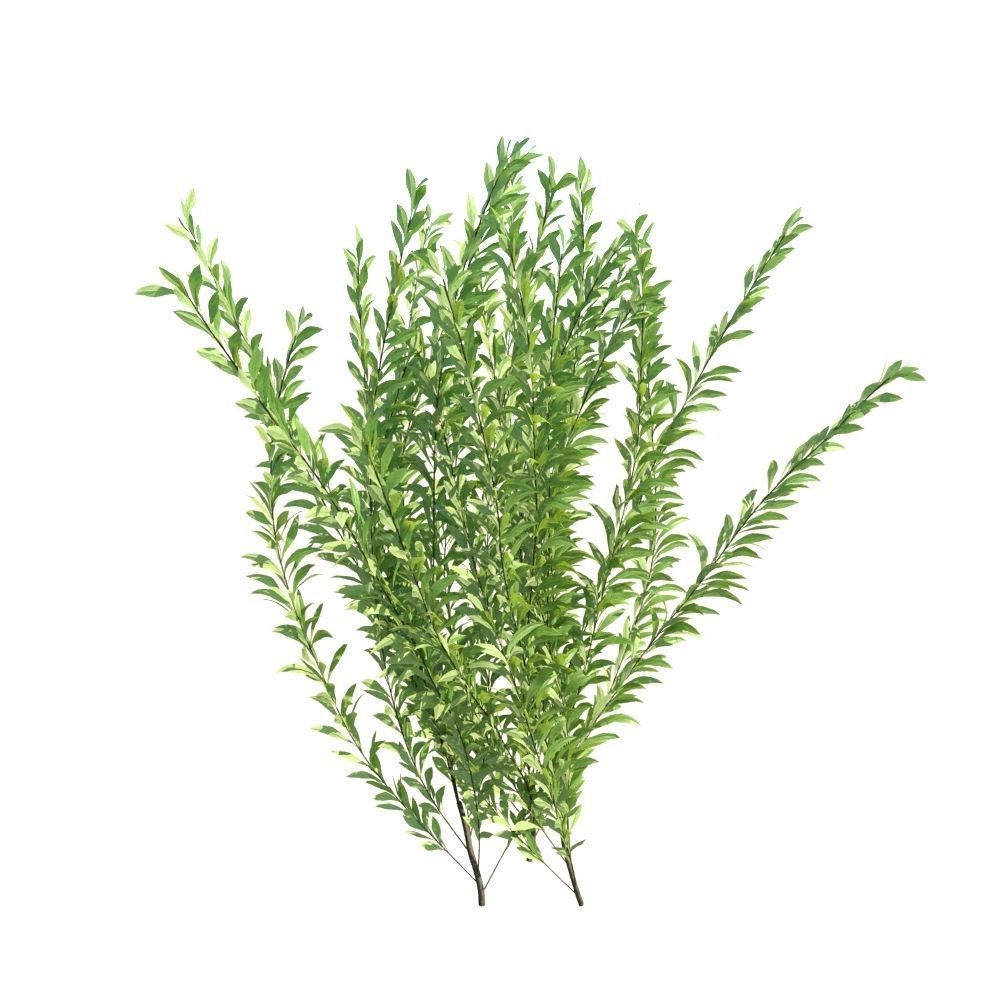 Rosemary Rosmarinus officinalis 3D Models Animation Loop 3D model_6