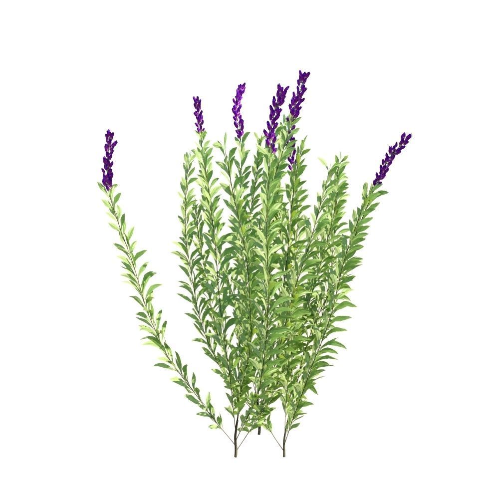 Rosemary Rosmarinus officinalis 3D Models Animation Loop 3D model_3