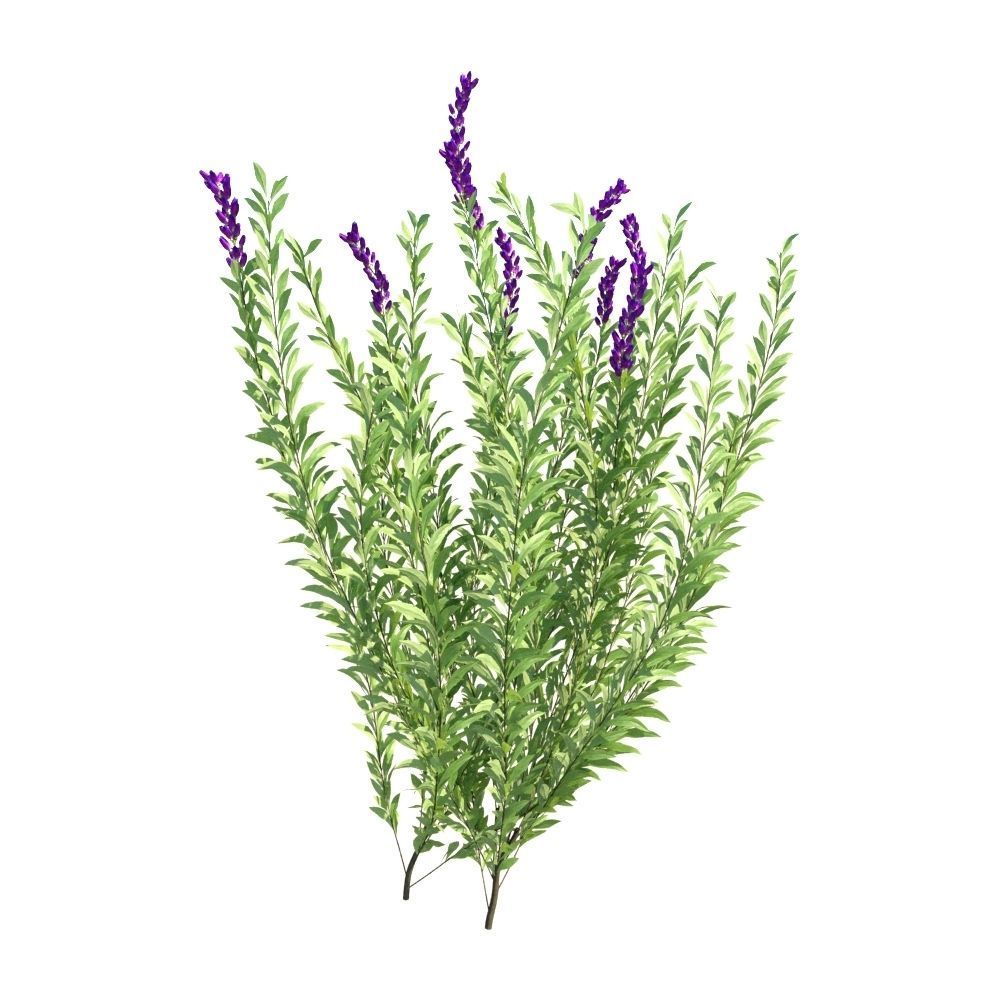 Rosemary Rosmarinus officinalis 3D Models Animation Loop 3D model_4