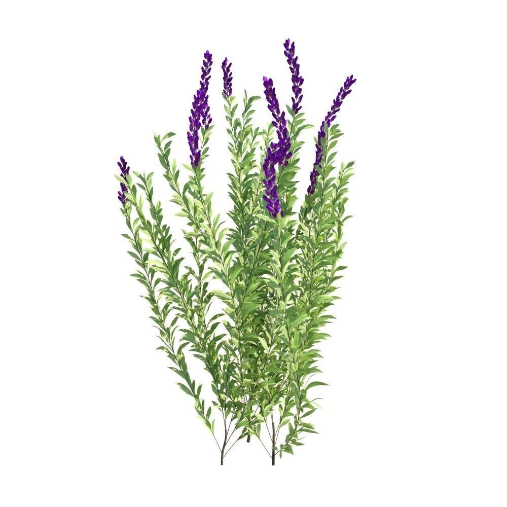 Rosemary Rosmarinus officinalis 3D Models Animation Loop 3D model_2