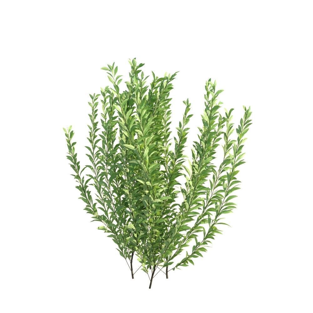 Rosemary Rosmarinus officinalis 3D Models Animation Loop 3D model_7