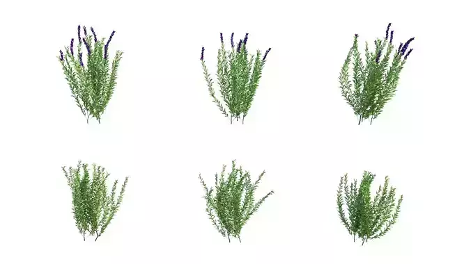 Rosemary Rosmarinus officinalis 3D Models Animation Loop 3D model