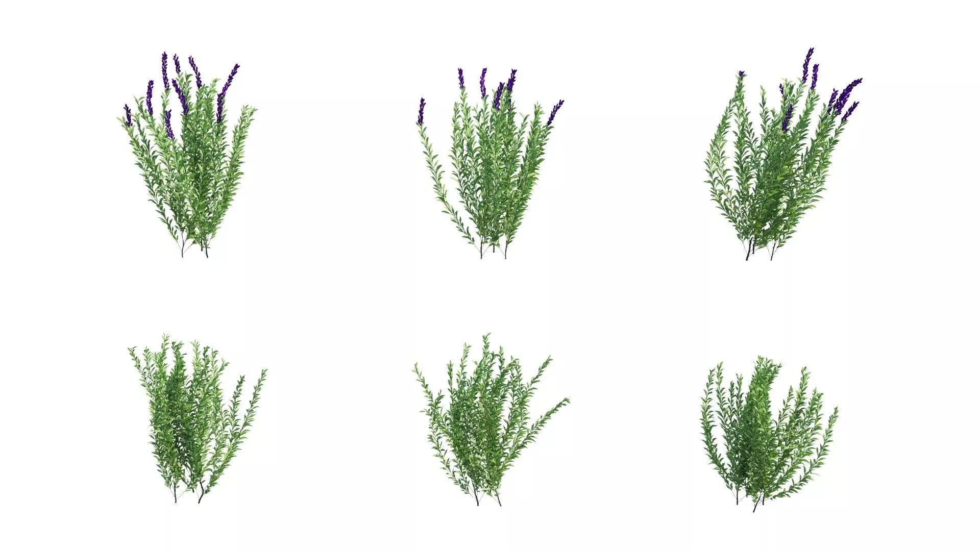 Rosemary Rosmarinus officinalis 3D Models Animation Loop 3D model_0