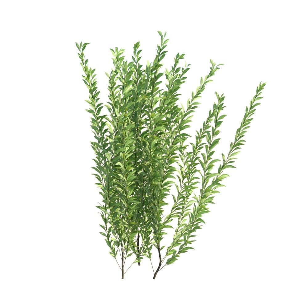 Rosemary Rosmarinus officinalis 3D Models Animation Loop 3D model_5