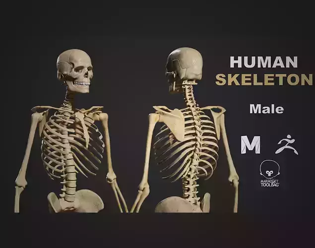 Human Skeleton Male Low-poly 3D model
