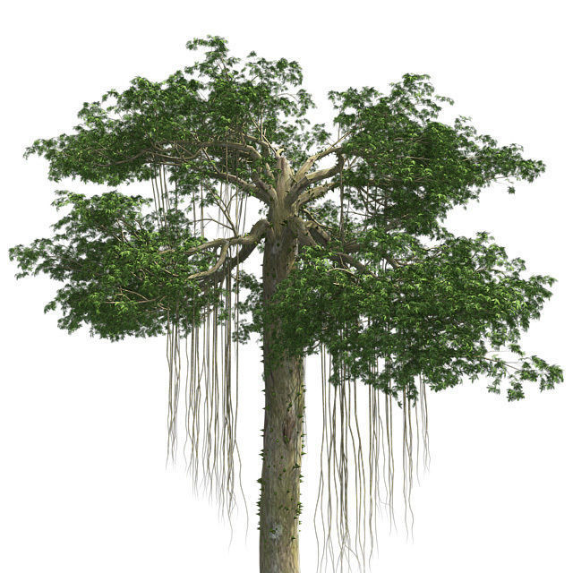 Kopak Tree Low-poly 3D model_3