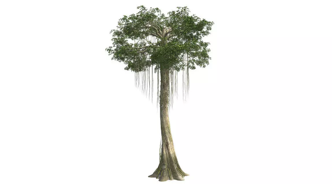 Kopak Tree Low-poly 3D model_0