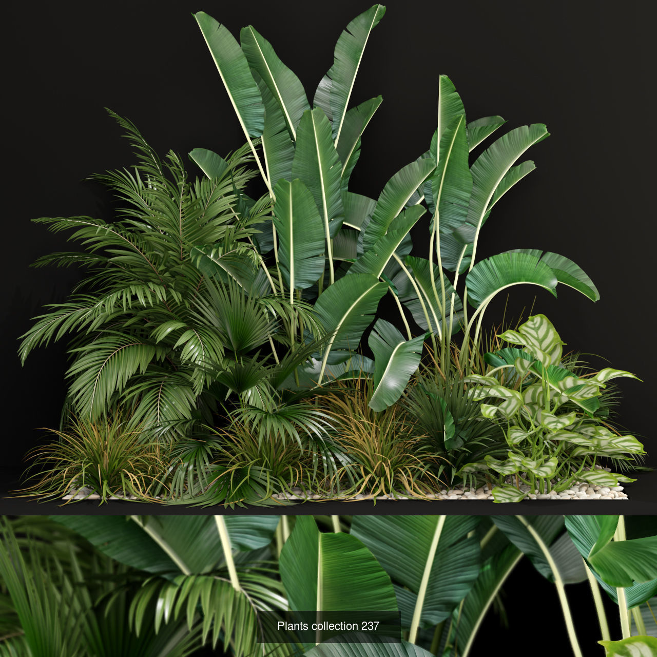 Plants collection vol 03 _6