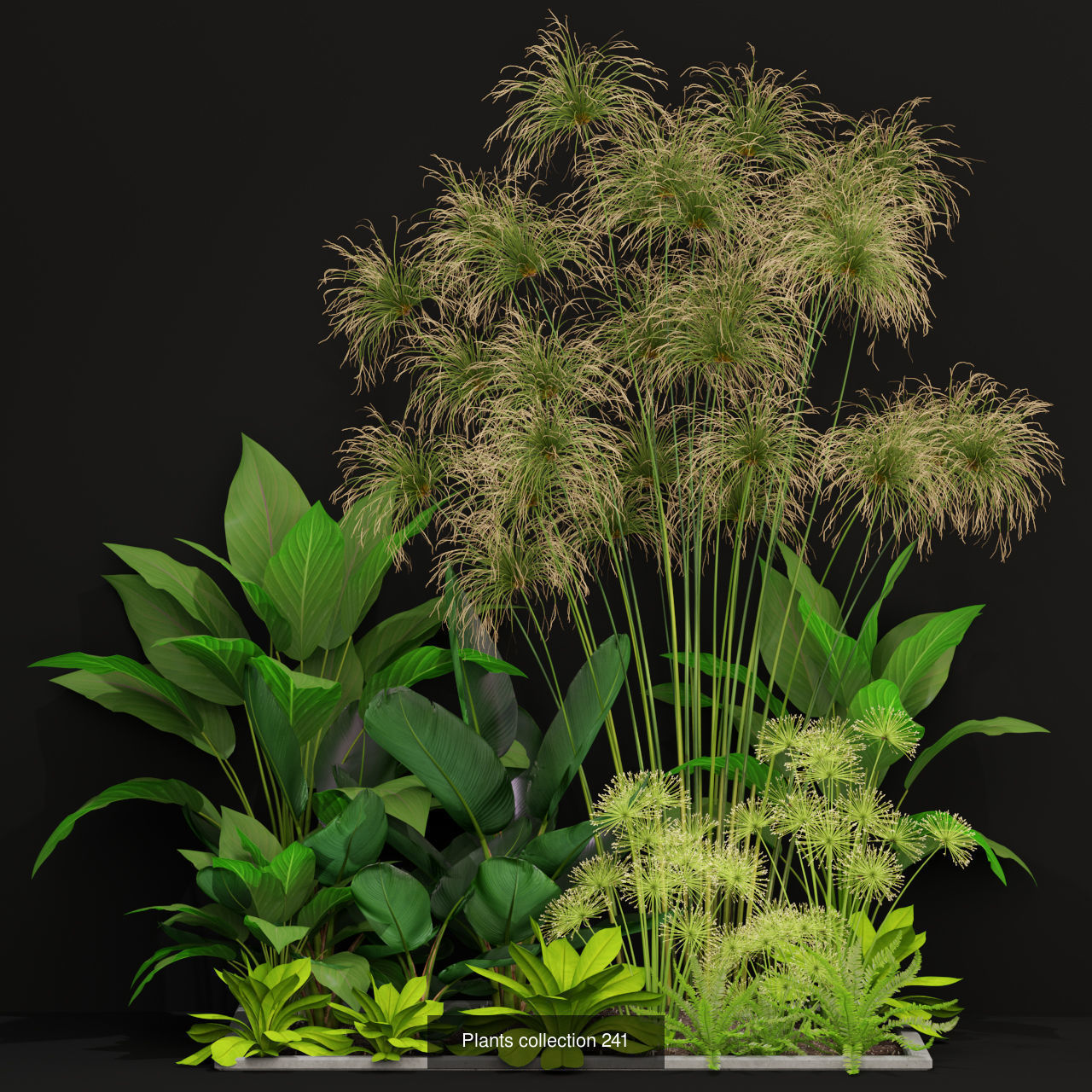 Plants collection vol 03 _8