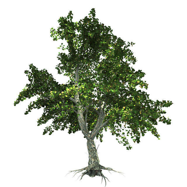 Katsura Tree Low-poly 3D model_3