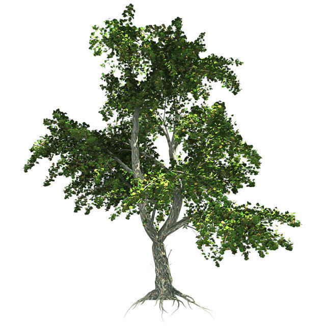 Katsura Tree Low-poly 3D model_1