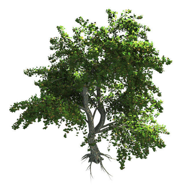 Katsura Tree Low-poly 3D model_2