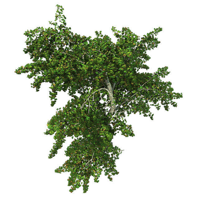 Katsura Tree Low-poly 3D model_4