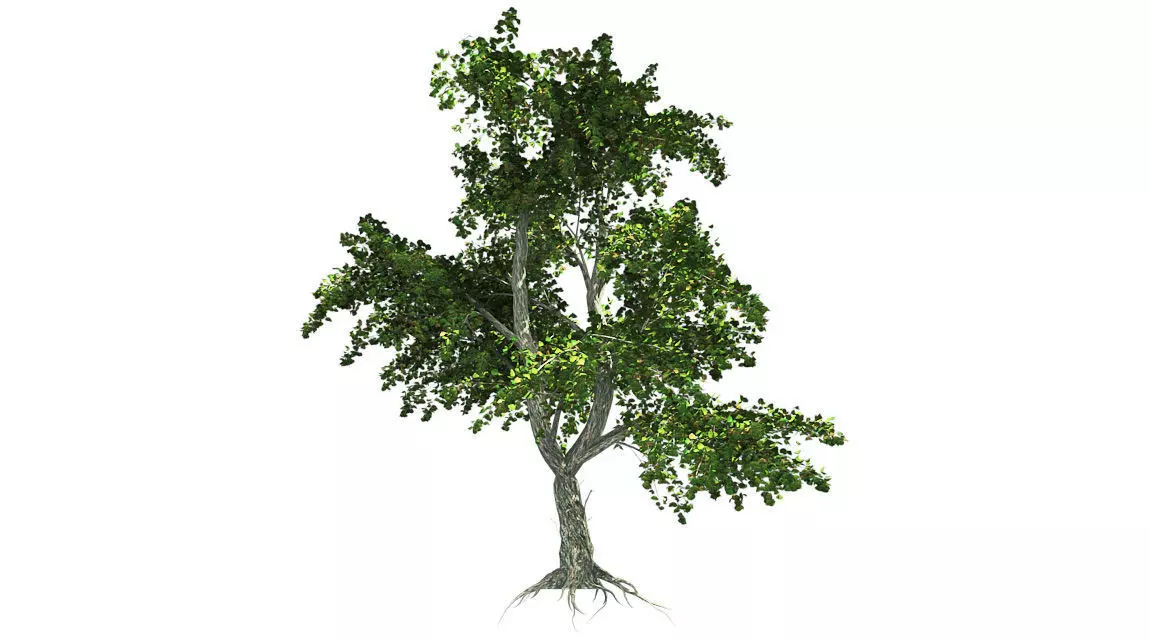 Katsura Tree Low-poly 3D model_0