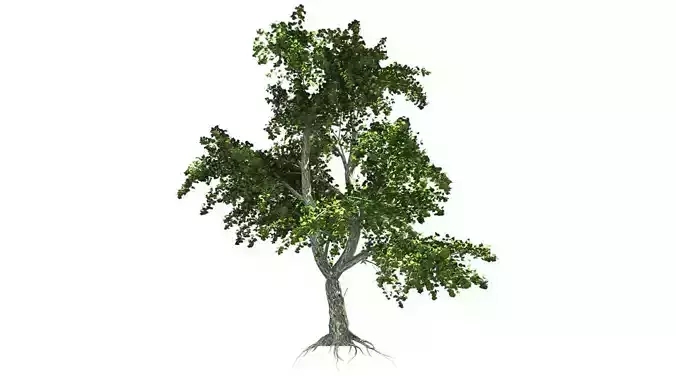 Katsura Tree Low-poly 3D model