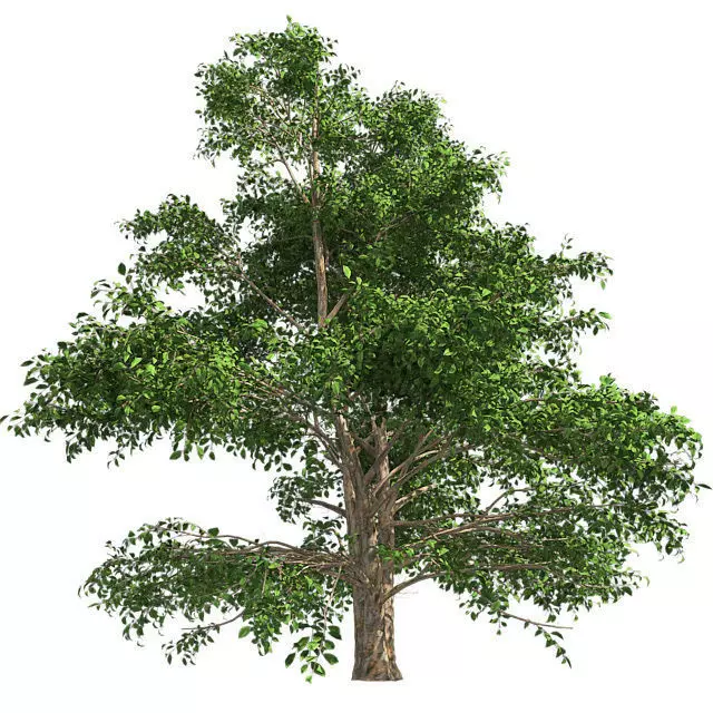 Korean Stewartia Tree Low-poly 3D model_0