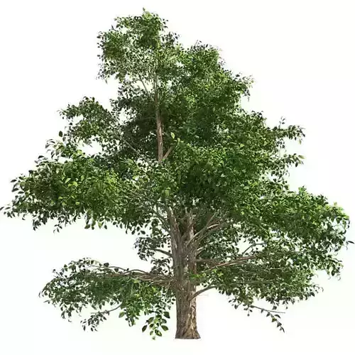 Korean Stewartia Tree Low-poly 3D model