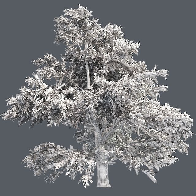 Korean Stewartia Tree Low-poly 3D model_4