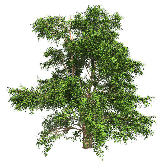 Korean Stewartia Tree Low-poly 3D model_1