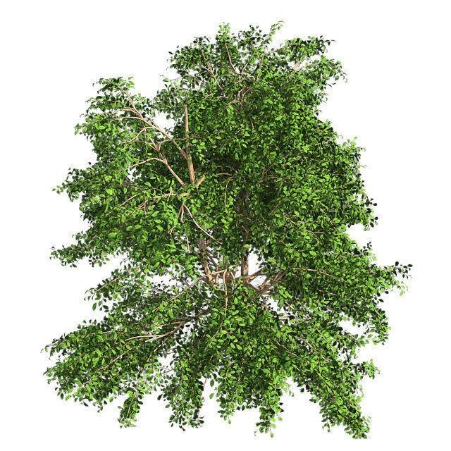 Korean Stewartia Tree Low-poly 3D model_3