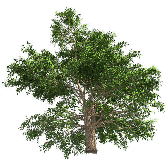 Korean Stewartia Tree Low-poly 3D model_2