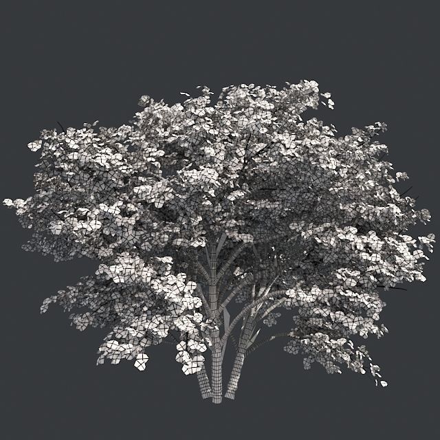 Kousa Dogwood Tree Low-poly 3D model_4
