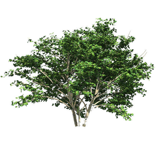 Kousa Dogwood Tree Low-poly 3D model_1