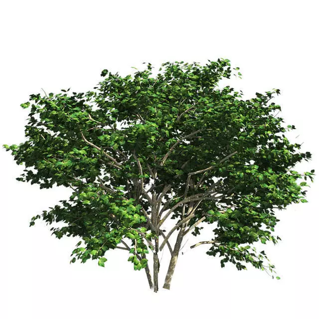 Kousa Dogwood Tree Low-poly 3D model_0