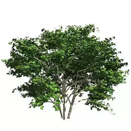 Kousa Dogwood Tree Low-poly 3D model
