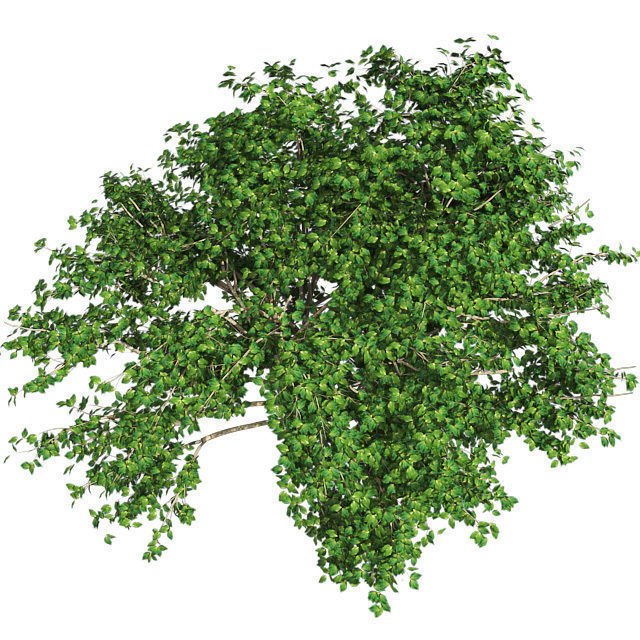 Kousa Dogwood Tree Low-poly 3D model_3