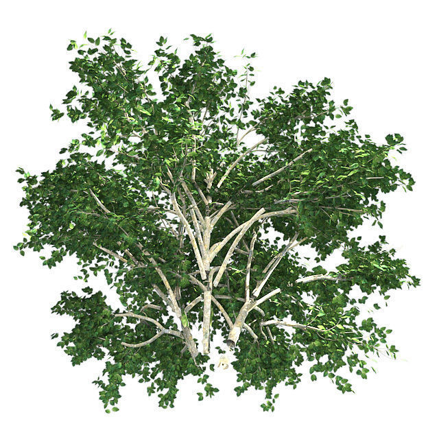Kousa Dogwood Tree Low-poly 3D model_2